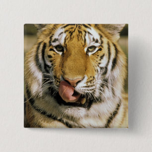 USA, Michigan, Detroit. Detroit Zoo, tiger Pinback Button