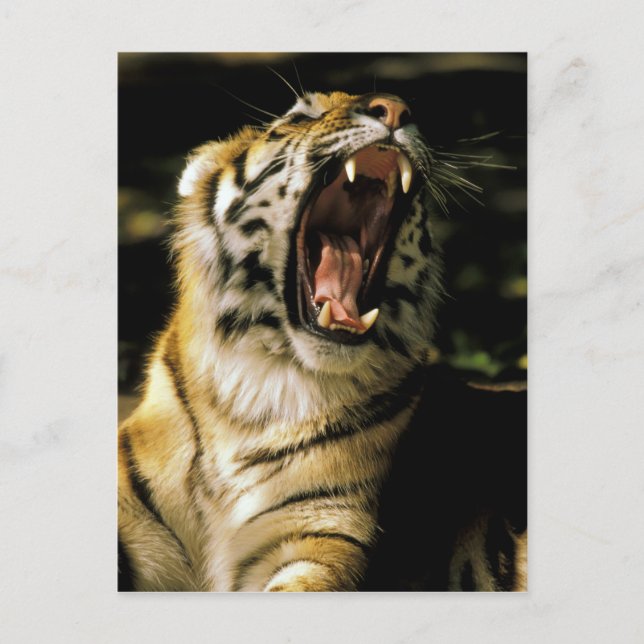 USA, Michigan, Detroit. Detroit Zoo, tiger Postcard (Front)