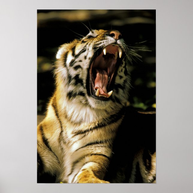 USA, Michigan, Detroit. Detroit Zoo, tiger Poster (Front)