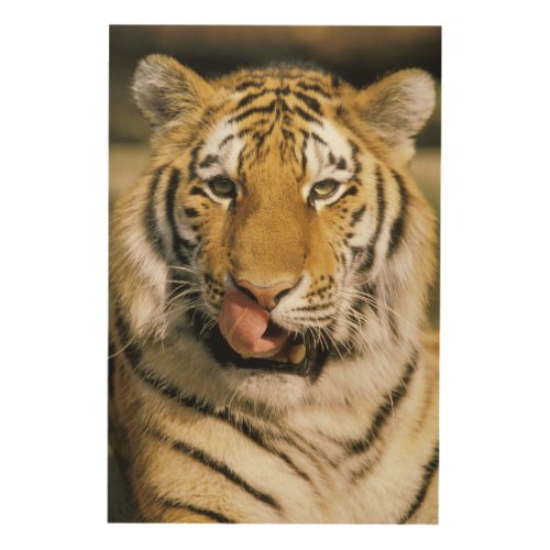 USA Michigan Detroit Detroit Zoo tiger Wood Wall Art