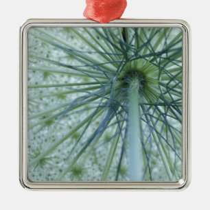 USA, Michigan. Queen-Anne's Lace viewed from Metal Ornament