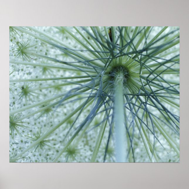 USA, Michigan. Queen-Anne's Lace viewed from Poster (Front)
