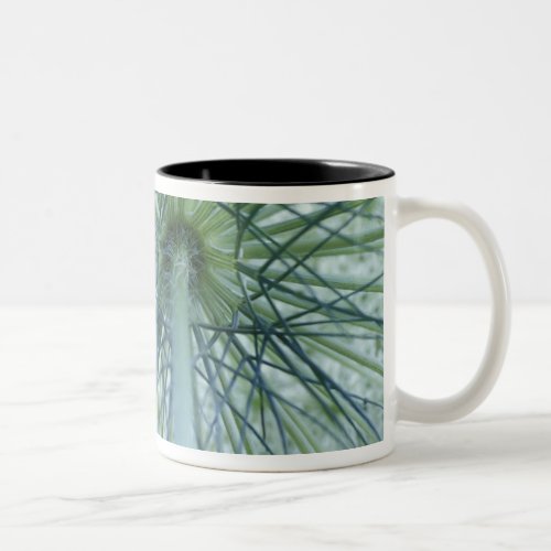 USA Michigan Queen_Annes Lace viewed from Two_Tone Coffee Mug