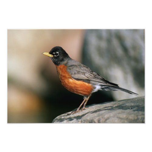 USA Minnesota Mendota Heights male Robin Photo Print