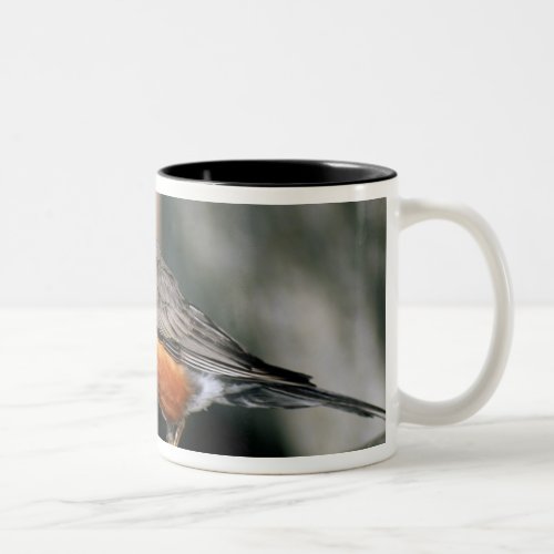 USA Minnesota Mendota Heights male Robin Two_Tone Coffee Mug