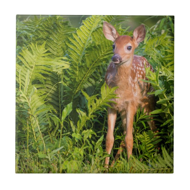 USA, Minnesota, Sandstone, Minnesota Wildlife 10 Ceramic Tile (Front)