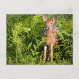 USA, Minnesota, Sandstone, Minnesota Wildlife 10 Postcard