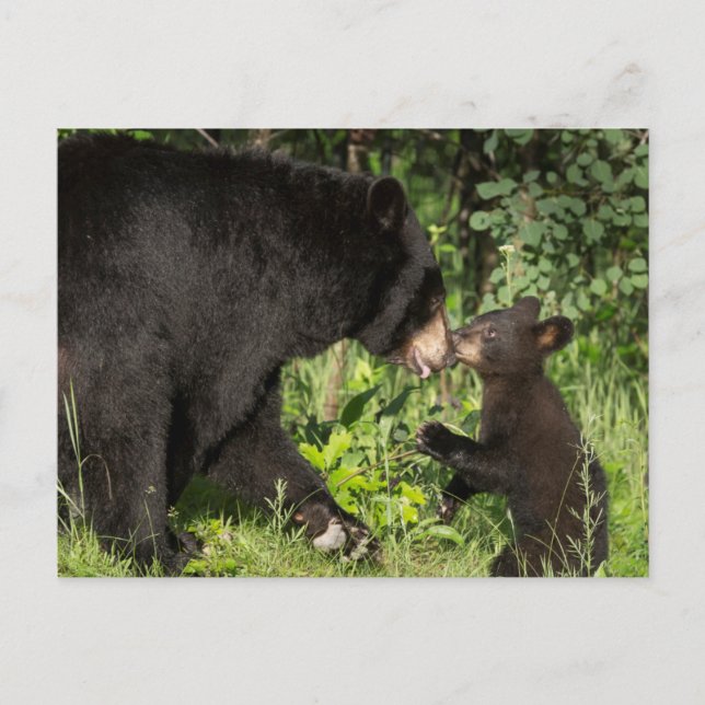 USA, Minnesota, Sandstone, Minnesota Wildlife 13 Postcard (Front)