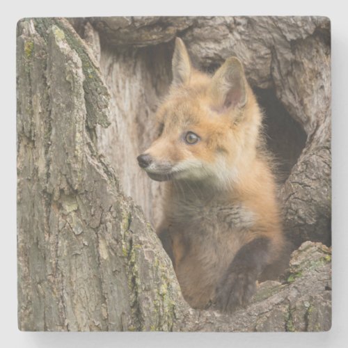 USA Minnesota Sandstone Minnesota Wildlife 14 Stone Coaster