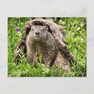 USA, Minnesota, Sandstone, Minnesota Wildlife 15 Postcard