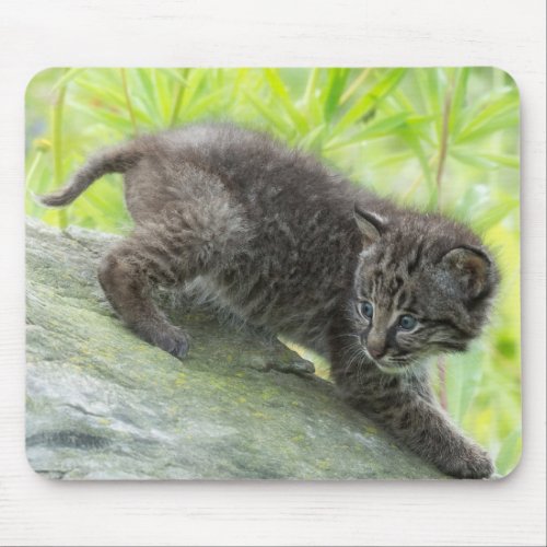 USA Minnesota Sandstone Minnesota Wildlife 2 Mouse Pad