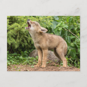 USA, Minnesota, Sandstone, Minnesota Wildlife 2 Postcard