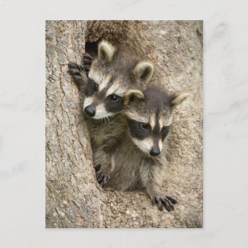 USA Minnesota Sandstone Minnesota Wildlife 7 Postcard