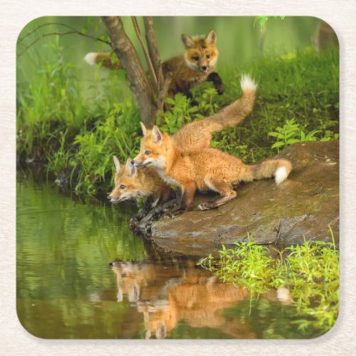 USA Minnesota Sandstone Minnesota Wildlife 7 Square Paper Coaster