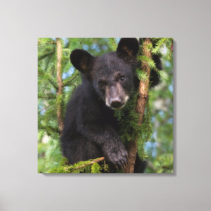 USA, Minnesota, Sandstone, Minnesota Wildlife 8 Canvas Print