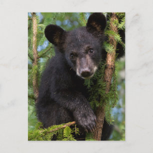 USA, Minnesota, Sandstone, Minnesota Wildlife 8 Postcard