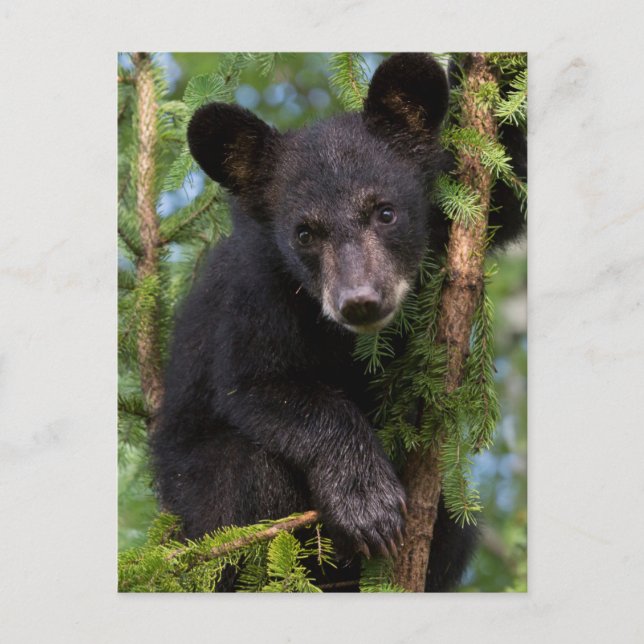 USA, Minnesota, Sandstone, Minnesota Wildlife 8 Postcard (Front)