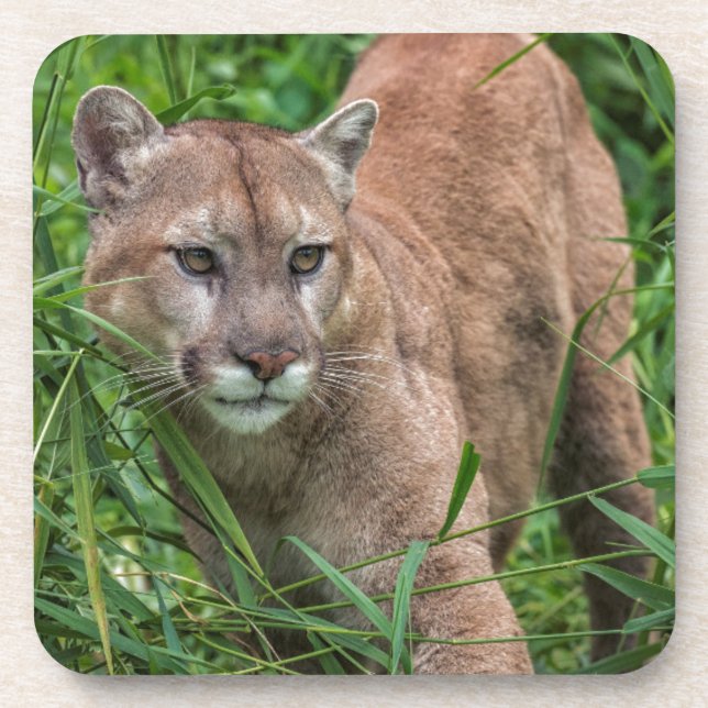 USA, Minnesota, Sandstone, Minnesota Wildlife Coaster (Front)