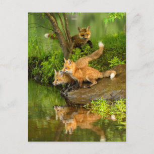 USA, Minnesota, Sandstone, Minnesota Wildlife Postcard