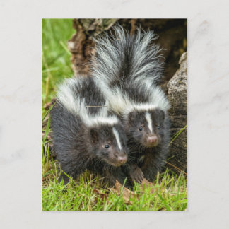 USA, Minnesota, Sandstone, Minnesota Wildlife Postcard