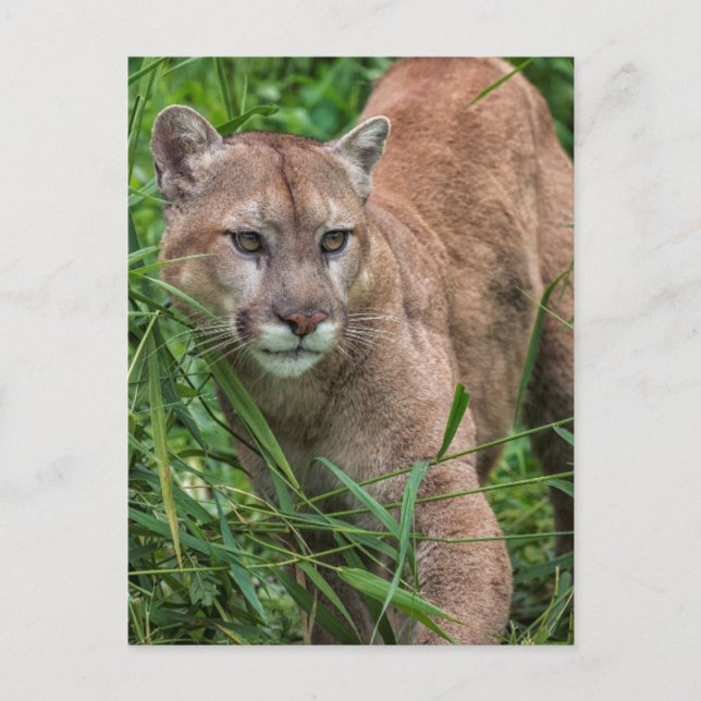 USA, Minnesota, Sandstone, Minnesota Wildlife Postcard (Front)