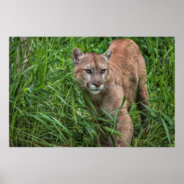 USA, Minnesota, Sandstone, Minnesota Wildlife Poster (Front)