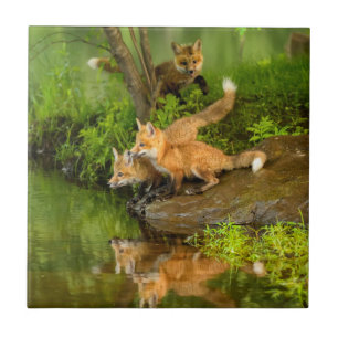 USA, Minnesota, Sandstone, Minnesota Wildlife Tile