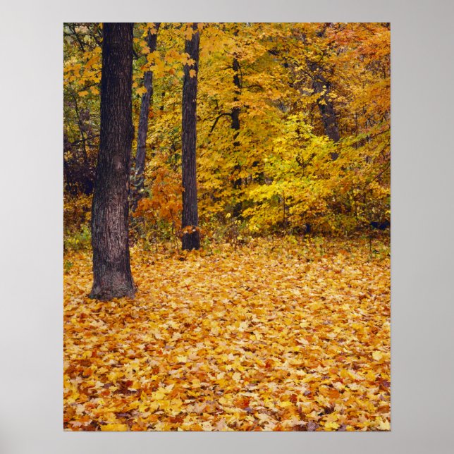 USA, Missouri, Boone County, Maple Forest in Poster (Front)