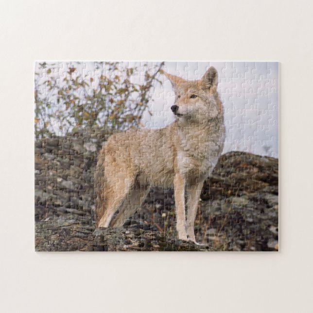 USA, Montana, Kalispell. Coyote at Triple D Jigsaw Puzzle (Horizontal)