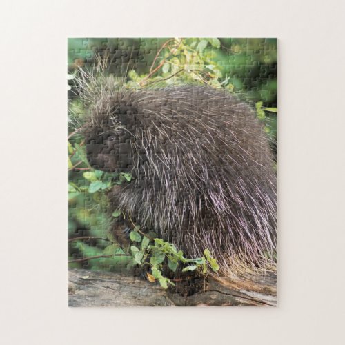 USA Montana Kalispell Porcupine and rose hips Jigsaw Puzzle