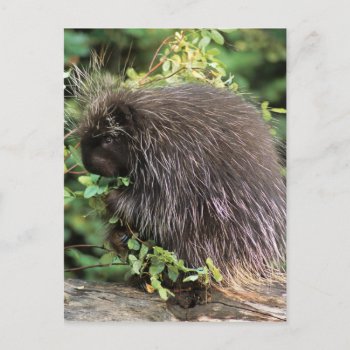 Usa  Montana  Kalispell. Porcupine And Rose Hips Postcard by theworldofanimals at Zazzle