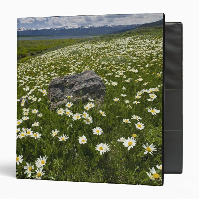 USA, Montana, Wild Daisy blooming in meadow by Binder (Front/Inside)