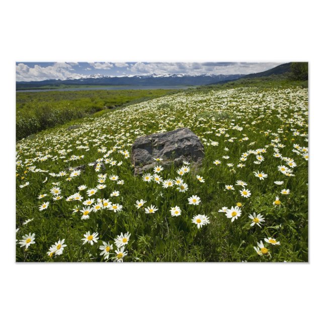 USA, Montana, Wild Daisy blooming in meadow by Photo Print (Front)