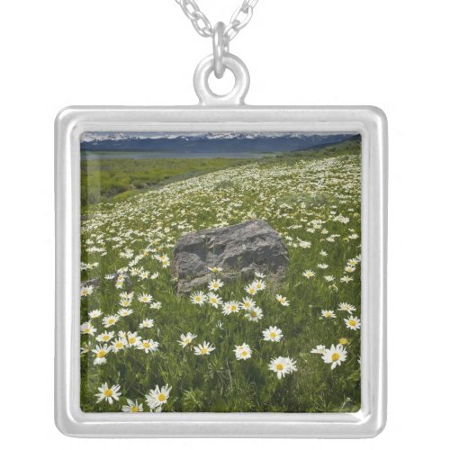USA Montana Wild Daisy blooming in meadow by Silver Plated Necklace