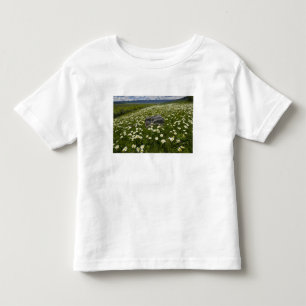 USA, Montana, Wild Daisy blooming in meadow by Toddler T-shirt
