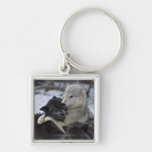 USA, Montana, Wolves playing in snow Keychain