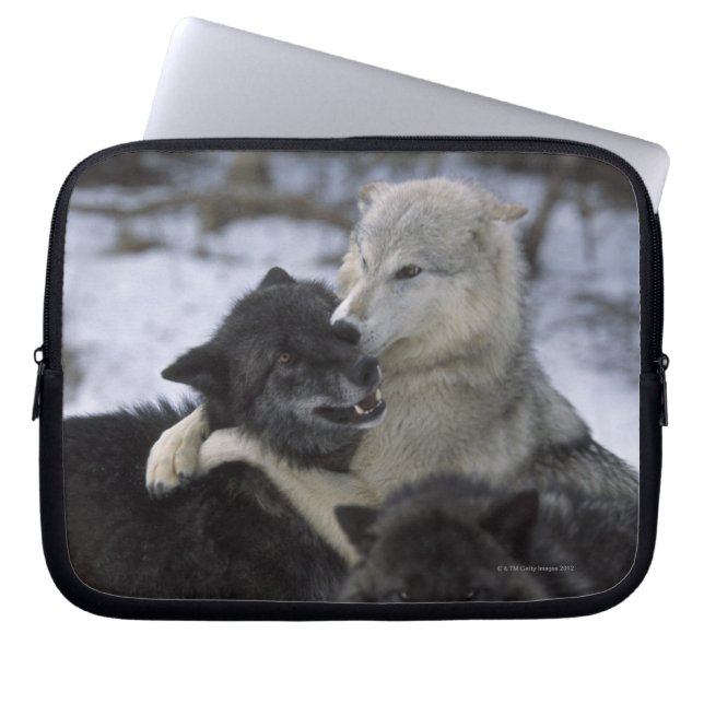 USA, Montana, Wolves playing in snow Laptop Sleeve (Front)