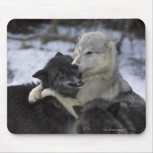 USA, Montana, Wolves playing in snow Mouse Pad