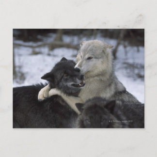USA, Montana, Wolves playing in snow Postcard