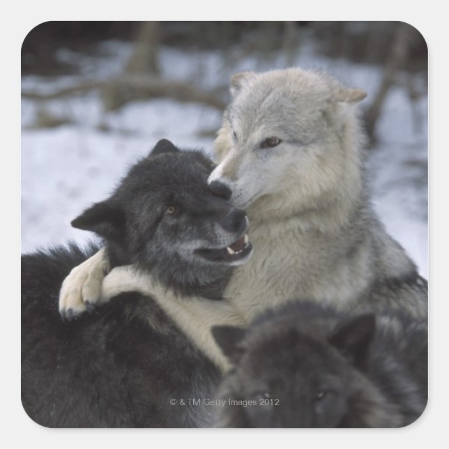 USA, Montana, Wolves playing in snow Square Sticker (Front)