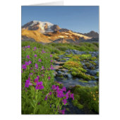 USA, Mt. Rainier National Park, Washington. (Front)