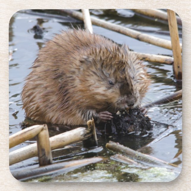 USA, Nebraska. Beaver Drink Coaster (Front)
