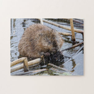 USA, Nebraska. Beaver Jigsaw Puzzle