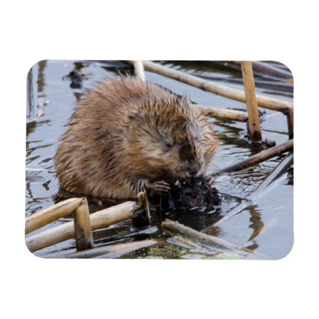 USA, Nebraska. Beaver Magnet (Horizontal)