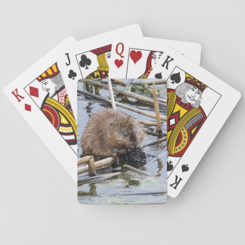 USA Nebraska Beaver Playing Cards