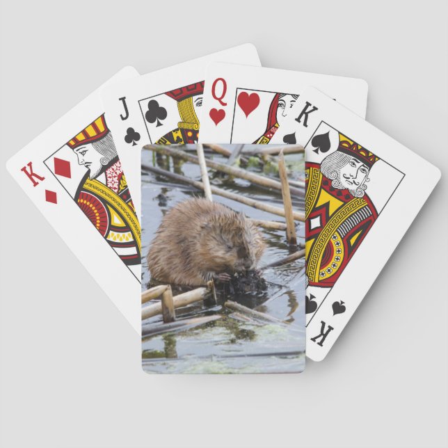 USA, Nebraska. Beaver Poker Cards (Back)