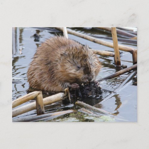 USA Nebraska Beaver Postcard