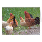 USA, Nebraska. Chickens (Front Horizontal)