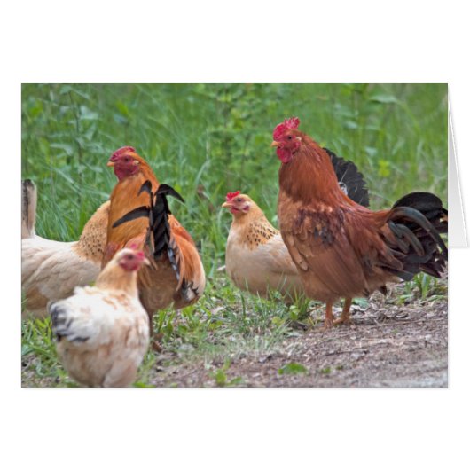 USA, Nebraska. Chickens Cards (Front Horizontal)