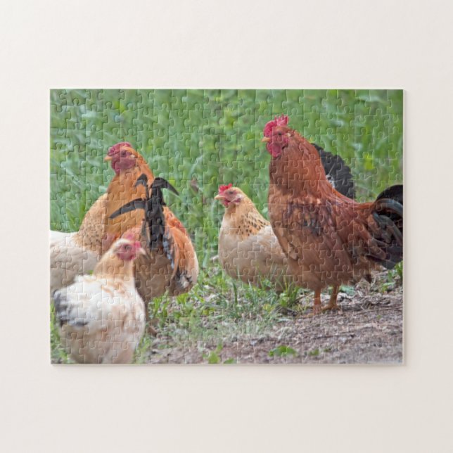 USA, Nebraska. Chickens Jigsaw Puzzle (Horizontal)